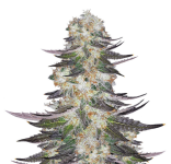 1756985025608.png 1756985025608.png