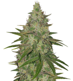 1757339220907.png 1757339220907.png