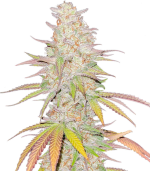 1757339249594.png 1757339249594.png