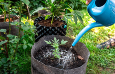 1757339333445.png 1757339333445.png