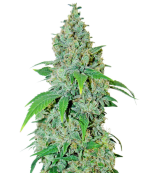 1757409906620.png 1757409906620.png