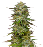 1757512558032.png 1757512558032.png