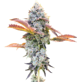 1757583992346.png 1757583992346.png