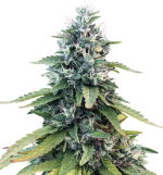 1757584008375.png 1757584008375.png