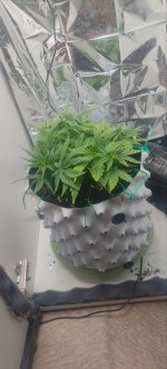 IMG_20250912_180826_250.jpg IMG_20250912_180826_250.jpg