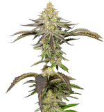 1757774662439.png 1757774662439.png