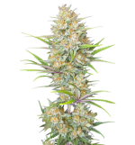 1757774677167.png 1757774677167.png