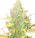 1757926227936.png 1757926227936.png