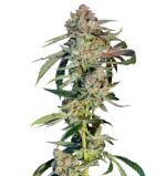 1757926243298.png 1757926243298.png