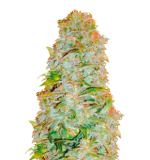 1758016073273.png 1758016073273.png