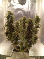 56 дн паспорт (1).jpg