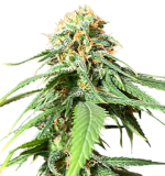 1758272827758.png 1758272827758.png