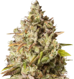 1758272831306.png 1758272831306.png