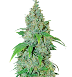 1758272834814.png 1758272834814.png