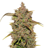 1758281904800.png 1758281904800.png