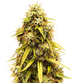 1758281937853.png 1758281937853.png