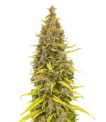 1758296727591.png 1758296727591.png