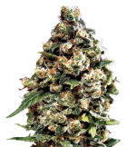 1758454643218.png 1758454643218.png