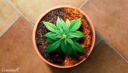 vyrashchivanie-kannabisa-na-kokosovoy-koyre-ili-torfyanom-mhe__hXHUBftmrCUOaXPB.jpg vyrashchivanie-kannabisa-na-kokosovoy-koyre-ili-torfyanom-mhe__hXHUBftmrCUOaXPB.jpg