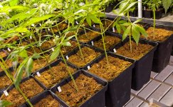 Kak-vyrashchivat-v-kokosovom-substrate__B5eGaoki3Vwb2UxX.jpg Kak-vyrashchivat-v-kokosovom-substrate__B5eGaoki3Vwb2UxX.jpg