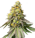 1758623424731.png 1758623424731.png