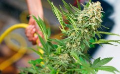 ledyanoj-dush__4mD8cyyewWPKJ5Kv.jpg ledyanoj-dush__4mD8cyyewWPKJ5Kv.jpg