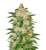 1758630174063.png 1758630174063.png