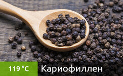 kariofillen__v0l1gbX6Ut9fibxL.jpg kariofillen__v0l1gbX6Ut9fibxL.jpg