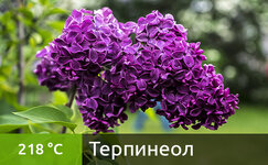 terpineol__9MHa9eM3wLFgaT9m.jpg terpineol__9MHa9eM3wLFgaT9m.jpg