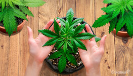 dostupno-o-genetike-sovremennyy-briding__ZQwjVuqXVWRxJ8uo.jpg dostupno-o-genetike-sovremennyy-briding__ZQwjVuqXVWRxJ8uo.jpg