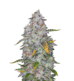 1758969782110.png 1758969782110.png