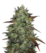 1759144499957.png 1759144499957.png