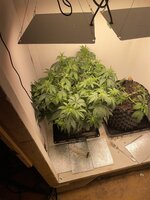 IMG_0674.jpeg IMG_0674.jpeg