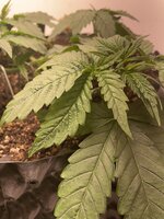 IMG_0684.jpeg IMG_0684.jpeg