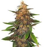 1759302711721.png 1759302711721.png