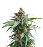 1759308696613.png 1759308696613.png