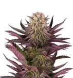 1759413155419.png 1759413155419.png