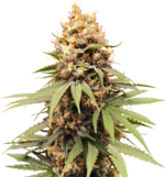 1759413170806.png 1759413170806.png