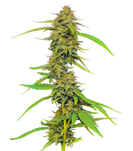 1759573791064.png 1759573791064.png