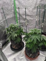 IMG_20251004_184649.jpg IMG_20251004_184649.jpg