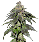 1759832859539.png 1759832859539.png