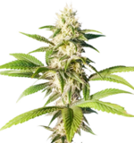 1759832875143.png 1759832875143.png