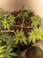 IMG_0805.jpeg IMG_0805.jpeg