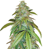 1759937385775.png 1759937385775.png