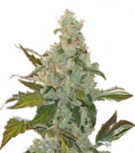 1760093230214.png 1760093230214.png