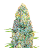 1760093246977.png 1760093246977.png