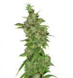 1760093687271.png 1760093687271.png