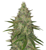 1760093904296.png 1760093904296.png