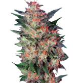 1760094302037.png 1760094302037.png