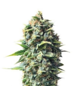 1760094735445.png 1760094735445.png